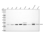 Western blot analysis of HIBADH using anti-HIBADH antibody. Lane 1: human 293T whole cell lysates, Lane 2: human whole cell lysates, Lane 3: human HepG2 whole cell lysates, Lane 4: human SIHA whole cell lysates, Lane 5: rat heart tissue lysates, Lane 6: rat NRK whole cell lysates, Lane 7: mouse heart tissue lysates, Lane 8: mouse HEPA1-6 whole cell lysates. After electrophoresis, proteins were transferred to a nitrocellulose membrane at 150 mA for 50-90 minutes. Blocked the membrane with 5% non-fat milk/TBS for 1.5 hour at RT. The membrane was incubated with rabbit anti-HIBADH antibody at 0.5 ug/ml overnight at 4oC, then washed with TBS-0.1%Tween 3 times with 5 minutes each and probed with a goat anti-rabbit IgG-HRP secondary antibody at a dilution of 1:5000 for 1.5 hour at RT. The signal was developed using enhanced chemiluminescent. A predominant band at ~32 kDa corresponds to the processed mitochondrial form, with a weaker band near ~35 kDa representing the precursor or partially processed species relative to the ~35 kDa calculated mass.