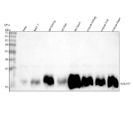 Western blot analysis of NDUFA1 using anti-NDUFA1 antibody. Lane 1: human Hela whole cell lysates, Lane 2: human MCF-7 whole cell lysates, Lane 3: rat kidney tissue lysates, Lane 4: rat liver tissue lysates, Lane 5: rat heart tissue lysates, Lane 6: mouse kidney tissue lysates, Lane 7: mouse liver tissue lysates, Lane 8: mouse heart tissue lysates. After electrophoresis, proteins were transferred to a nitrocellulose membrane at 150 mA for 50-90 minutes. Blocked the membrane with 5% non-fat milk/TBS for 1.5 hour at RT. The membrane was incubated with rabbit anti-NDUFA1 antibody at 0.25 ug/ml overnight at 4oC, then washed with TBS-0.1%Tween 3 times with 5 minutes each and probed with a goat anti-rabbit IgG-HRP secondary antibody at a dilution of 1:5000 for 1.5 hour at RT. The signal was developed using enhanced chemiluminescent. A predominant band is detected at ~10-11 kDa, consistent with the known slower SDS-PAGE migration of this small, hydrophobic Complex I subunit relative to its ~7-8 kDa calculated mass.