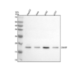 Western blot analysis of SRARP using anti-SRARP antibody. Electrophoresis was performed on a 12% SDS-PAGE gel at 80V (Stacking gel) / 120V (Resolving gel) for 2 hours. Lane 1: human HepG2 whole cell lysates, Lane 2: human Hela whole cell lysates, Lane 3: human K562 whole cell lysates, Lane 4: human U251 whole cell lysates. After electrophoresis, proteins were transferred to a nitrocellulose membrane at 150 mA for 50-90 minutes. Blocked the membrane with 5% non-fat milk/TBS for 1.5 hour at RT. The membrane was incubated with rabbit anti-SRARP antibody at 0.5 ug/ml overnight at 4oC, then washed with TBS-0.1%Tween 3 times with 5 minutes each and probed with a goat anti-rabbit IgG-HRP secondary antibody at a dilution of 1:5000 for 1.5 hour at RT. The signal was developed using an ECL Plus Western Blotting Substrate. A specific band was detected for SRARP at approximately 18 kDa. The expected molecular weight of SRARP is ~18 kDa.