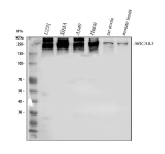 Western blot analysis of MICAL3 using anti-MICAL3 antibody. Lane 1: human U251 whole cell lysates, Lane 2: human SiHa whole cell lysates, Lane 3: human whole cell lysates, Lane 4: human Hacat whole cell lysates, Lane 5: rat testis tissue lysates, Lane 6: mouse testis tissue lysates. After electrophoresis, proteins were transferred to a nitrocellulose membrane at 150 mA for 50-90 minutes. Blocked the membrane with 5% non-fat milk/TBS for 1.5 hour at RT. The membrane was incubated with rabbit anti-MICAL3 antibody at 0.5 ug/ml overnight at 4oC, then washed with TBS-0.1%Tween 3 times with 5 minutes each and probed with a goat anti-rabbit IgG-HRP secondary antibody at a dilution of 1:5000 for 1.5 hour at RT. The signal was developed using enhanced chemiluminescent. Multiple bands are detected between ~200 and 250 kDa with an occasional higher species, consistent with reported post-translationally modified forms and partially SDS-resistant complexes of the large MICAL3 protein (predicted ~224 kDa).