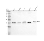 Western blot analysis of PMVK using anti-PMVK antibody. Lane 1: human Hela whole cell lysates, Lane 2: human HepG2 whole cell lysates, Lane 3: human PC-3 whole cell lysates, Lane 4: human MCF-7 whole cell lysates, Lane 5: mouse liver tissue lysates. After electrophoresis, proteins were transferred to a nitrocellulose membrane at 150 mA for 50-90 minutes. Blocked the membrane with 5% non-fat milk/TBS for 1.5 hour at RT. The membrane was incubated with rabbit anti-PMVK antibody at 0.5 ug/ml overnight at 4oC, then washed with TBS-0.1%Tween 3 times with 5 minutes each and probed with a goat anti-rabbit IgG-HRP secondary antibody at a dilution of 1:5000 for 1.5 hour at RT. The signal was developed using enhanced chemiluminescent. The expected molecular weight of PMVK is ~22 kDa.