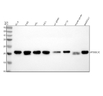 Western blot analysis of APOBEC3C using anti-APOBEC3C antibody. Lane 1: human PC-3 whole cell lysates, Lane 2: human K562 whole cell lysates, Lane 3: human HEL whole cell lysates, Lane 4: human whole cell lysates, Lane 5: rat spleen tissue lysates, Lane 6: rat PC-12 whole cell lysates, Lane 7: mouse spleen tissue lysates, Lane 8: mouse RAW264.7 whole cell lysates. After electrophoresis, proteins were transferred to a nitrocellulose membrane at 150 mA for 50-90 minutes. Blocked the membrane with 5% non-fat milk/TBS for 1.5 hour at RT. The membrane was incubated with rabbit anti-APOBEC3C antibody at 0.5 ug/ml overnight at 4oC, then washed with TBS-0.1%Tween 3 times with 5 minutes each and probed with a goat anti-rabbit IgG-HRP secondary antibody at a dilution of 1:5000 for 1.5 hour at RT. The signal was developed using enhanced chemiluminescent. A specific band was detected for APOBEC3C at approximately 23 kDa. The expected molecular weight of APOBEC3C is ~23 kDa.