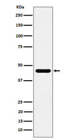 Western blot analysis of ACTR1B expression in human 293 cell lysate using ACTR1B antibody. Predicted molecular weight ~45 kDa.