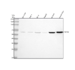 Western blot analysis of CYP7B1 using anti-CYP7B1 antibody. Lane 1: human SH-SY5Y whole cell lysates, Lane 2: human THP-1 whole cell lysates, Lane 3: human PC-3 whole cell lysates, Lane 4: human HepG2 whole cell lysates, Lane 5: rat liver tissue lysates, Lane 6: mouse liver tissue lysates. After electrophoresis, proteins were transferred to a nitrocellulose membrane at 150 mA for 50-90 minutes. Blocked the membrane with 5% non-fat milk/TBS for 1.5 hour at RT. The membrane was incubated with rabbit anti-CYP7B1 antibody at 0.5 ug/ml overnight at 4oC, then washed with TBS-0.1%Tween 3 times with 5 minutes each and probed with a goat anti-rabbit IgG-HRP secondary antibody at a dilution of 1:5000 for 1.5 hour at RT. The signal was developed using enhanced chemiluminescent. A specific band was detected for CYP7B1 at approximately 58 kDa. The expected molecular weight of CYP7B1 is ~58 kDa.