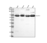 Western blot analysis of GALNT12 using anti-GALNT12 antibody. Lane 1: human K562 whole cell lysates, Lane 2: human Hacat whole cell lysates, Lane 3: human Jurkat whole cell lysates, Lane 4: human whole cell lysates. After electrophoresis, proteins were transferred to a nitrocellulose membrane at 150 mA for 50-90 minutes. Blocked the membrane with 5% non-fat milk/TBS for 1.5 hour at RT. The membrane was incubated with rabbit anti-GALNT12 antibody at 0.5 ug/ml overnight at 4oC, then washed with TBS-0.1%Tween 3 times with 5 minutes each and probed with a goat anti-rabbit IgG-HRP secondary antibody at a dilution of 1:5000 for 1.5 hour at RT. The signal was developed using enhanced chemiluminescent. A dominant band is observed at ~67 kDa with a slightly higher partner consistent with glycosylation-dependent mobility differences of the Golgi enzyme.
