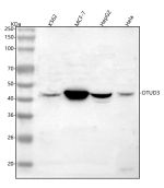Western blot analysis of OTUD3 using anti-OTUD3 antibody. Lane 1: human K562 whole cell lysates, Lane 2: human MCF-7 whole cell lysates, Lane 3: human HepG2 whole cell lysates, Lane 4: human Hela whole cell lysates. After electrophoresis, proteins were transferred to a nitrocellulose membrane at 150 mA for 50-90 minutes. Blocked the membrane with 5% non-fat milk/TBS for 1.5 hour at RT. The membrane was incubated with rabbit anti-OTUD3 antibody at 0.5 ug/ml overnight at 4oC, then washed with TBS-0.1%Tween 3 times with 5 minutes each and probed with a goat anti-rabbit IgG-HRP secondary antibody at a dilution of 1:5000 for 1.5 hour at RT. The signal was developed using enhanced chemiluminescent. The expected molecular weight of OTUD3 is ~45 kDa.