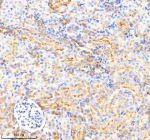 Immunohistochemical staining of P3H2 using anti-P3H2 antibody. P3H2 was detected in a paraffin-embedded section of rat kidney tissue. Heat mediated antigen retrieval was performed in EDTA buffer (pH 8.0, epitope retrieval solution). The tissue section was blocked with 10% goat serum. The tissue section was then incubated with 2 ug/ml rabbit anti-P3H2 antibody overnight at 4oC. Peroxidase Conjugated Goat Anti-rabbit IgG was used as secondary antibody and incubated for 30 minutes at 37oC. The tissue section was developed using an HRP secondary and DAB substrate.
