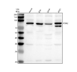 Western blot analysis of P3H2 using anti-P3H2 antibody. Lane 1: human Hela whole cell lysates, Lane 2: human RT4 whole cell lysates, Lane 3: human SIHA whole cell lysates, Lane 4: human whole cell lysates. After electrophoresis, proteins were transferred to a nitrocellulose membrane at 150 mA for 50-90 minutes. Blocked the membrane with 5% non-fat milk/TBS for 1.5 hour at RT. The membrane was incubated with rabbit anti-P3H2 antibody at 0.5 ug/ml overnight at 4oC, then washed with TBS-0.1%Tween 3 times with 5 minutes each and probed with a goat anti-rabbit IgG-HRP secondary antibody at a dilution of 1:5000 for 1.5 hour at RT. The signal was developed using enhanced chemiluminescent. A specific band was detected for P3H2 at approximately 81 kDa. The expected molecular weight of P3H2 is at 81,60 kDa.