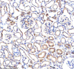 Immunohistochemical staining of P3H2 using anti-P3H2 antibody. P3H2 was detected in a paraffin-embedded section of mouse kidney tissue. Heat mediated antigen retrieval was performed in EDTA buffer (pH 8.0, epitope retrieval solution). The tissue section was blocked with 10% goat serum. The tissue section was then incubated with 2 ug/ml rabbit anti-P3H2 antibody overnight at 4oC. Peroxidase Conjugated Goat Anti-rabbit IgG was used as secondary antibody and incubated for 30 minutes at 37oC. The tissue section was developed using an HRP secondary and DAB substrate.