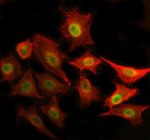 Immunofluorescent staining of P3H2 using anti-P3H2 antibody (green) and anti-Beta Tubulin antibody (red). P3H2 was detected in immunocytochemical section of cell. Enzyme antigen retrieval was performed using IHC enzyme antigen retrieval reagent for 15 mins. The cells were blocked with 10% goat serum. And then incubated with 5 ug/ml rabbit anti-P3H2 antibody and mouse anti-Beta Tubulin antibody overnight at 4oC. DyLight 488 Conjugated Goat Anti-Rabbit IgG and DyLight 594 Conjugated Goat Anti-Mouse IgG were used as secondary antibody at 1:500 dilution and incubated for 30 minutes at 37oC. Visualize using a fluorescence microscope and filter sets appropriate for the label used.