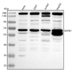 Western blot analysis of SNTB1 using anti-SNTB1 antibody. Lane 1: human Hela whole cell lysates, Lane 2: human 293T whole cell lysates, Lane 3: human Jurkat whole cell lysates, Lane 4: human HepG2 whole cell lysates. After electrophoresis, proteins were transferred to a nitrocellulose membrane at 150 mA for 50-90 minutes. Blocked the membrane with 5% non-fat milk/TBS for 1.5 hour at RT. The membrane was incubated with rabbit anti-SNTB1 antibody at 0.5 ug/ml overnight at 4oC, then washed with TBS-0.1%Tween 3 times with 5 minutes each and probed with a goat anti-rabbit IgG-HRP secondary antibody at a dilution of 1:5000 for 1.5 hour at RT. The signal was developed using enhanced chemiluminescent. A predominant band is detected just below the 70 kDa marker, consistent with full-length SNTB1 running above its predicted ~58 kDa, with additional bands likely reflecting isoforms or phosphorylation states.