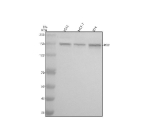 Western blot analysis of PEX1 using anti-PEX1 antibody. Electrophoresis was performed on a 8% SDS-PAGE gel at 80V (Stacking gel) / 120V (Resolving gel) for 2 hours. Lane 1: human K562 whole cell lysates, Lane 2: human MCF-7 whole cell lysates, Lane 3: human RT4 whole cell lysates. After electrophoresis, proteins were transferred to a nitrocellulose membrane at 150 mA for 50-90 minutes. Blocked the membrane with 5% non-fat milk/TBS for 1.5 hour at RT. The membrane was incubated with rabbit anti-PEX1 antibody at 0.5 ug/ml overnight at 4oC, then washed with TBS-0.1%Tween 3 times with 5 minutes each and probed with a goat anti-rabbit IgG-HRP secondary antibody at a dilution of 1:5000 for 1.5 hour at RT. The signal was developed using an ECL Plus Western Blotting Substrate. A specific band was detected for PEX1 at approximately 143 kDa. The expected molecular weight of PEX1 is ~143 kDa.