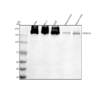 Western blot analysis of PIK3C2A using anti-PIK3C2A antibody. Electrophoresis was performed on a 8% SDS-PAGE gel at 80V (Stacking gel) / 120V (Resolving gel) for 2 hours. Lane 1: human Hela whole cell lysates, Lane 2: human PC-3 whole cell lysates, Lane 3: human 293T whole cell lysates, Lane 4: mouse heart tissue lysates, Lane 5: mouse ovary tissue lysates. After electrophoresis, proteins were transferred to a nitrocellulose membrane at 150 mA for 50-90 minutes. Blocked the membrane with 5% non-fat milk/TBS for 1.5 hour at RT. The membrane was incubated with rabbit anti-PIK3C2A antibody at 0.5 ug/ml overnight at 4oC, then washed with TBS-0.1%Tween 3 times with 5 minutes each and probed with a goat anti-rabbit IgG-HRP secondary antibody at a dilution of 1:5000 for 1.5 hour at RT. The signal was developed using an ECL Plus Western Blotting Substrate. A specific band was detected for PIK3C2A at approximately 191 kDa. The expected molecular weight of PIK3C2A is ~191 kDa.
