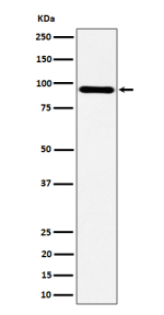 Western blot analysis of TNS4 expression in human HepG2 cell lysate using TNS4 antibody. A predominant band is observed at ~90 kDa, consistent with full-length TNS4/Cten migrating above its predicted ~78-80 kDa due to post-translational modification and gel mobility effects; lower fragments, when present, likely reflect caspase-dependent cleavage.