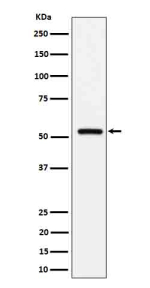 Western blot analysis of Fetuin B expression in human serum cell lysate using FETUB antibody. A band just above 50 kDa is observed. The higher apparent size relative to the predicted ~42 kDa is consistent with glycosylated, secreted Fetuin-B.