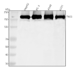 Western blot analysis of TNS3 using anti-TNS3 antibody. Lane 1: human HepG2 whole cell lysates, Lane 2: human PC-3 whole cell lysates, Lane 3: human whole cell lysates, Lane 4: human U251 whole cell lysates. After electrophoresis, proteins were transferred to a nitrocellulose membrane at 150 mA for 50-90 minutes. Blocked the membrane with 5% non-fat milk/TBS for 1.5 hour at RT. The membrane was incubated with rabbit anti-TNS3 antibody at 0.25 ug/ml overnight at 4oC, then washed with TBS-0.1%Tween 3 times with 5 minutes each and probed with a goat anti-rabbit IgG-HRP secondary antibody at a dilution of 1:5000 for 1.5 hour at RT. The signal was developed using enhanced chemiluminescent. TNS3 western blot across human cell lines shows a single major band near ~155 kDa, consistent with the expected molecular weight of full-length Tensin-3. Minor size variation between lanes reflects phosphorylation-dependent mobility differences commonly observed for this focal-adhesion protein.