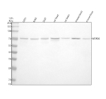 Western blot analysis of WDR26 using anti-WDR26 antibody. Electrophoresis was performed on a 10% SDS-PAGE gel at 80V (Stacking gel) / 120V (Resolving gel) for 2 hours. Lane 1: human U251 whole cell lysates, Lane 2: human K562 whole cell lysates, Lane 3: human 293T whole cell lysates, Lane 4: rat heart tissue lysates, Lane 5: rat brain tissue lysates, Lane 6: mouse heart tissue lysates, Lane 7: mouse brain tissue lysates. After electrophoresis, proteins were transferred to a nitrocellulose membrane at 150 mA for 50-90 minutes. Blocked the membrane with 5% non-fat milk/TBS for 1.5 hour at RT. The membrane was incubated with rabbit anti-WDR26 antibody at 0.5 ug/ml overnight at 4oC, then washed with TBS-0.1%Tween 3 times with 5 minutes each and probed with a goat anti-rabbit IgG-HRP secondary antibody at a dilution of 1:5000 for 1.5 hour at RT. The signal was developed using an ECL Plus Western Blotting Substrate. A specific band was detected for WDR26 at approximately 72 kDa. The expected molecular weight of WDR26 is ~72 kDa.