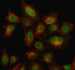 Immunofluorescent staining of WDR26 using anti-WDR26 antibody (green) and anti-Beta Tubulin antibody (red). WDR26 was detected in an immunocytochemical section of cells. Enzyme antigen retrieval was performed using IHC enzyme antigen retrieval reagent for 15 mins. The cells were blocked with 10% goat serum. And then incubated with 5 ug/ml rabbit anti-WDR26 antibody and mouse anti-Beta Tubulin antibody overnight at 4oC. DyLight 488 Conjugated Goat Anti-Rabbit IgG and Cy3 Conjugated Goat Anti-Mouse IgG were used as secondary antibody at 1:500 dilution and incubated for 30 minutes at 37oC. Visualize using a fluorescence microscope and filter sets appropriate for the label used.