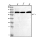 Western blot analysis of NELFA using anti-NELFA antibody. Lane 1: human Hela whole cell lysates, Lane 2: human Jurkat whole cell lysates, Lane 3: human K562 whole cell lysates. After electrophoresis, proteins were transferred to a nitrocellulose membrane at 150 mA for 50-90 minutes. Blocked the membrane with 5% non-fat milk/TBS for 1.5 hour at RT. The membrane was incubated with rabbit anti-NELFA antibody at 0.5 ug/ml overnight at 4oC, then washed with TBS-0.1%Tween 3 times with 5 minutes each and probed with a goat anti-rabbit IgG-HRP secondary antibody at a dilution of 1:5000 for 1.5 hour at RT. The signal was developed using enhanced chemiluminescent. NELFA western blot across human cell lines shows a predominant band at ~70 kDa, consistent with full-length NELFA running above its predicted ~59-60 kDa due to phosphorylation and anomalous migration.