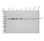 Western blot analysis of Dysbindin/DTNBP1 using anti-DTNBP1 antibody. Electrophoresis was performed on a 10% SDS-PAGE gel at 80V (Stacking gel) / 120V (Resolving gel) for 2 hours. Lane 1: human SHSY-5Y whole cell lysates, Lane 2: human 293T whole cell lysates, Lane 3: human Hela whole cell lysates, Lane 4: human Jurkat whole cell lysates, Lane 5: rat brain tissue lysates, Lane 6: rat testis tissue lysates, Lane 7: mouse brain tissue lysates, Lane 8: mouse testis tissue lysates. After electrophoresis, proteins were transferred to a nitrocellulose membrane at 150 mA for 50-90 minutes. Blocked the membrane with 5% non-fat milk/TBS for 1.5 hour at RT. The membrane was incubated with rabbit anti-DTNBP1 antibody at 0.5 ug/ml overnight at 4oC, then washed with TBS-0.1%Tween 3 times with 5 minutes each and probed with a goat anti-rabbit IgG-HRP secondary antibody at a dilution of 1:5000 for 1.5 hour at RT. The signal was developed using an ECL Plus Western Blotting Substrate. DTNBP1 western blot across human and rodent lysates shows a single major band near ~50 kDa, consistent with full-length Dysbindin-1 migrating above its predicted ~39 kDa due to post-translational modification and acidic domain-dependent electrophoretic retardation.