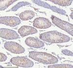 Immunohistochemical staining of BCCIP using anti-BCCIP antibody. BCCIP was detected in a paraffin-embedded section of mouse testis tissue. Heat mediated antigen retrieval was performed in EDTA buffer (pH 8.0, epitope retrieval solution). The tissue section was blocked with 10% goat serum. The tissue section was then incubated with 2 ug/ml rabbit anti-BCCIP antibody overnight at 4oC. Peroxidase Conjugated Goat Anti-rabbit IgG was used as secondary antibody and incubated for 30 minutes at 37oC. The tissue section was developed using an HRP secondary and DAB substrate.
