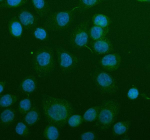 Immunofluorescent staining of SNCA using anti-SNCA antibody (green). SNCA was detected in an immunocytochemical section of SiHa cells. Enzyme antigen retrieval was performed using IHC enzyme antigen retrieval reagent for 15 mins. The cells were blocked with 10% goat serum. And then incubated with 5 ug/ml rabbit anti-SNCA antibody overnight at 4oC. DyLight 488 Conjugated Goat Anti-Rabbit IgG was used as secondary antibody at 1:500 dilution and incubated for 30 minutes at 37oC. The section was counterstained with DAPI nuclear stain (blue). Visualize using a fluorescence microscope and filter sets appropriate for the label used.