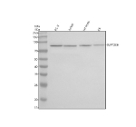 Western blot analysis of SUPT20H using anti-SUPT20H antibody. Electrophoresis was performed on a 10% SDS-PAGE gel at 80V (Stacking gel) / 120V (Resolving gel) for 2 hours. Lane 1: human PC-3 whole cell lysates, Lane 2: human Jurkat whole cell lysates, Lane 3: rat testis tissue lysates, Lane 4: rat C6 whole cell lysates. After electrophoresis, proteins were transferred to a nitrocellulose membrane at 150 mA for 50-90 minutes. Blocked the membrane with 5% non-fat milk/TBS for 1.5 hour at RT. The membrane was incubated with rabbit anti-SUPT20H antibody at 0.5 ug/ml overnight at 4oC, then washed with TBS-0.1%Tween 3 times with 5 minutes each and probed with a goat anti-rabbit IgG-HRP secondary antibody at a dilution of 1:5000 for 1.5 hour at RT. The signal was developed using an ECL Plus Western Blotting Substrate. A specific band was detected for SUPT20H at approximately 86 kDa. The expected molecular weight of SUPT20H is ~86 kDa.