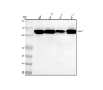 Western blot analysis of NOLC1 using anti-NOLC1 antibody. Lane 1: human Hela whole cell lysates, Lane 2: human CACO-2 whole cell lysates, Lane 3: human whole cell lysates, Lane 4: human MCF-7 whole cell lysates. After electrophoresis, proteins were transferred to a nitrocellulose membrane at 150 mA for 50-90 minutes. Blocked the membrane with 5% non-fat milk/TBS for 1.5 hour at RT. The membrane was incubated with rabbit anti-NOLC1 antibody at 1:500 overnight at 4oC, then washed with TBS-0.1%Tween 3 times with 5 minutes each and probed with a goat anti-rabbit IgG-HRP secondary antibody at a dilution of 1:500 for 1.5 hour at RT. The signal was developed using enhanced chemiluminescent. NOLC1 western blot across human cell lines shows a predominant band at ~130 kDa. Although the predicted mass is ~74 kDa, NOLC1/Nopp140 is highly acidic and heavily phosphorylated, causing it to migrate markedly above its theoretical size on SDS-PAGE.