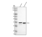 Western blot analysis of ITM2C using anti-ITM2C antibody. Lane 1: rat brain tissue lysates, Lane 2: mouse brain tissue lysates. After electrophoresis, proteins were transferred to a nitrocellulose membrane at 150 mA for 50-90 minutes. Blocked the membrane with 5% non-fat milk/TBS for 1.5 hour at RT. The membrane was incubated with rabbit anti-ITM2C antibody at 0.5 ug/ml overnight at 4oC, then washed with TBS-0.1%Tween 3 times with 5 minutes each and probed with a goat anti-rabbit IgG-HRP secondary antibody at a dilution of 1:5000 for 1.5 hour at RT. The signal was developed using enhanced chemiluminescent. ITM2C western blot of rat and mouse brain shows a predominant band at ~35 kDa and a minor band at ~30 kDa, consistent with glycosylated and unglycosylated forms of ITM2C, respectively.