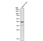 Mouse lung tissue lysate tested with the Phospho-PRAS40 (pThr246) antibody at 1:2000 dilution for 1 hour at room temperature. Predicted molecular weight ~40 kDa.