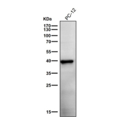 Rat PC-12 cell lysate tested with the Phospho-PRAS40 (pThr246) antibody at 1:1000 dilution for 1 hour at room temperature. Predicted molecular weight ~40 kDa.