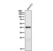 Mouse NIH 3T3 cell lysate tested with the Phospho-PRAS40 (Thr246) antibody at 1:1000 dilution for 1 hour at room temperature. Predicted molecular weight ~40 kDa.