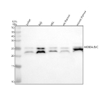 Western blot analysis of MOB3A/B/C using anti-MOB3A/B/C antibody. Lane 1: human Jurkat whole cell lysates, Lane 2: human Raji whole cell lysates, Lane 3: human HEL whole cell lysates, Lane 4: rat thymus tissue lysates, Lane 5: mouse thymus tissue lysates. After electrophoresis, proteins were transferred to a nitrocellulose membrane at 150 mA for 50-90 minutes. Blocked the membrane with 5% non-fat milk/TBS for 1.5 hour at RT. The membrane was incubated with rabbit anti-MOB3A/B/C antibody at 0.5 ug/ml overnight at 4oC, then washed with TBS-0.1%Tween 3 times with 5 minutes each and probed with a goat anti-rabbit IgG-HRP secondary antibody at a dilution of 1:5000 for 1.5 hour at RT. The signal was developed using enhanced chemiluminescent. MOB3A/B/C western blot shows a characteristic doublet at ~23 and ~26 kDa across human and rodent samples. The paired bands are consistent with closely migrating MOB3 isoforms and phosphorylation-dependent mobility shifts commonly observed for MOB-family adaptors.
