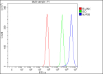 Flow Cytometry analysis of K562 cells using anti-NUP98 antibody. Overlay histogram showing K562 cells stained with (Blue line). To facilitate intracellular staining, cells were fixed with 4% paraformaldehyde and permeabilized with permeabilization buffer. The cells were blocked with 10% normal goat serum. And then incubated with rabbit anti-NUP98 antibody (1 ug/million cells) for 30 min at 20oC. DyLight 488 conjugated goat anti-rabbit IgG (5-10 ug/million cells) was used as secondary antibody for 30 minutes at 20oC. Isotype control antibody (Green line) was rabbit IgG (1 ug/million cells) used under the same conditions. Unlabelled sample (Red line) was also used as a control.