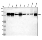 Western blot analysis of NUP98 using anti-NUP98 antibody. Lane 1: human Caco-2 whole cell lysates, Lane 2: human Hela whole cell lysates, Lane 3: human K562 whole cell lysates, Lane 4: monkey COS-7 whole cell lysates, Lane 5: rat NRK whole cell lysates, Lane 6: rat PC-12 whole cell lysates, Lane 7: mouse RAW264.7 whole cell lysates, Lane 8: mouse NIH/3T3 whole cell lysates. After electrophoresis, proteins were transferred to a nitrocellulose membrane at 150 mA for 50-90 minutes. Blocked the membrane with 5% non-fat milk/TBS for 1.5 hour at RT. The membrane was incubated with rabbit anti-NUP98 antibody at 0.5 ug/ml overnight at 4oC, then washed with TBS-0.1%Tween 3 times with 5 minutes each and probed with a goat anti-rabbit IgG-HRP secondary antibody at a dilution of 1:5000 for 1.5 hour at RT. The signal was developed using enhanced chemiluminescent. NUP98 western blot across human and rodent cell lines shows a predominant band just above the 100 kDa marker with a lighter band just below 100 kDa. The paired bands are consistent with differentially modified forms of NUP98, which commonly runs slightly above its predicted 98 kDa due to O-GlcNAc and phosphorylation.