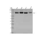 Western blot analysis of PKN3 using anti-PKN3 antibody. Lane 1: human Hela whole cell lysates, Lane 2: human K562 whole cell lysates, Lane 3: human 293T whole cell lysates, Lane 4: human HepG2 whole cell lysates. After electrophoresis, proteins were transferred to a nitrocellulose membrane at 150 mA for 50-90 minutes. Blocked the membrane with 5% non-fat milk/TBS for 1.5 hour at RT. The membrane was incubated with rabbit anti-PKN3 antibody at 0.5 ug/ml overnight at 4oC, then washed with TBS-0.1%Tween 3 times with 5 minutes each and probed with a goat anti-rabbit IgG-HRP secondary antibody at a dilution of 1:5000 for 1.5 hour at RT. The signal was developed using enhanced chemiluminescent. PKN3 western blot across human cell lines shows a characteristic doublet near ~100 kDa, corresponding to differently phosphorylated forms of PKN3. The upper band represents the activated, phosphorylated species.