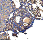 Immunohistochemical staining of GSTM2 using anti-GSTM2 antibody. GSTM2 was detected in a paraffin-embedded section of mouse ovary tissue. Heat mediated antigen retrieval was performed in EDTA buffer (pH 8.0, epitope retrieval solution). The tissue section was blocked with 10% goat serum. The tissue section was then incubated with 2 ug/ml rabbit anti-GSTM2 antibody overnight at 4oC. Peroxidase Conjugated Goat Anti-rabbit IgG was used as secondary antibody and incubated for 30 minutes at 37oC. The tissue section was developed using an HRP secondary and DAB substrate.