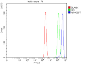 Flow cytometry analysis of fixed and permeabilized human ThP-1 cells with ARHGEF7 antibody at 1ug/million cells (blocked with goat sera); Red=cells alone, Green=isotype control, Blue= ARHGEF7 antibody.