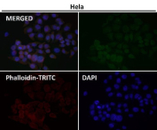 Immunofluorescent analysis using the NFE2 antibody at 1:50 dilution.