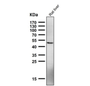 Western blot testing of rat liver tissue lysate using the NFE2 antibody at 1:2000 dilution for 1 hour at room temperature. Predicted molecular weight ~41 kDa, observed at 41-45 kDa.