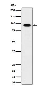 Western blot analysis of IFT88 expression in human HepG2 cell lysate using IFT88 antibody. Predicted molecular weight ~94 kDa.