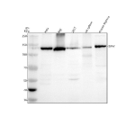 Western blot analysis of SIPA1 using anti-SIPA1 antibody. Electrophoresis was performed on a 8% SDS-PAGE gel at 80V (Stacking gel) / 120V (Resolving gel) for 2 hours. Lane 1: human Hela whole cell lysates, Lane 2: human Raji whole cell lysates, Lane 3: human 293T whole cell lysates, Lane 4: rat spleen tissue lysates, Lane 5: mouse thymus tissue lysates. After electrophoresis, proteins were transferred to a nitrocellulose membrane at 150 mA for 50-90 minutes. Blocked the membrane with 5% non-fat milk/TBS for 1.5 hour at RT. The membrane was incubated with rabbit anti-SIPA1 antibody at 0.5 ug/ml overnight at 4oC, then washed with TBS-0.1%Tween 3 times with 5 minutes each and probed with a goat anti-rabbit IgG-HRP secondary antibody at a dilution of 1:5000 for 1.5 hour at RT. The signal was developed using an ECL Plus Western Blotting Substrate. SIPA1 western blot shows a predominant band at ~130 kDa. Although the predicted mass is ~112 kDa, SIPA1 commonly migrates at ~125-135 kDa due to anomalous mobility and phosphorylation, consistent with the observed band.