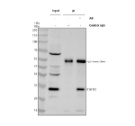 Immunoprecipitating THYN1 in Hela whole cell lysate. Western blot analysis of THYN1 using anti-THYN1 antibody. Lane 1: Hela whole cell lysates (30ug), Lane 2: Rabbit control IgG instead of anti-THYN1 antibody in Hela whole cell lysate, Lane 3: anti-THYN1 antibody (2ug) + Hela whole cell lysate (500ug). After electrophoresis, proteins were transferred to a membrane. Then the membrane was incubated with rabbit anti-THYN1 antibody at a dilution of 0.5 ug/ml and probed with a goat anti-rabbit IgG-HRP secondary antibody. The signal is developed using ECL Plus Western Blotting Substrate. A specific band was detected for THYN1 at approximately 26 kDa. The expected molecular weight of THYN1 is at 26 kDa.