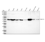 Western blot analysis of NSMCE4A using anti-NSMCE4A antibody. Lane 1: human 293T whole cell lysates, Lane 2: human HepG2 whole cell lysates, Lane 3: human whole cell lysates, Lane 4: human Jurkat whole cell lysates, Lane 5: rat ovary tissue lysates, Lane 6: rat RH35 whole cell lysates, Lane 7: mouse ovary tissue lysates, Lane 8: mouse NIH/3T3 whole cell lysates. After electrophoresis, proteins were transferred to a nitrocellulose membrane at 150 mA for 50-90 minutes. Blocked the membrane with 5% non-fat milk/TBS for 1.5 hour at RT. The membrane was incubated with rabbit anti-NSMCE4A antibody at 0.5 ug/ml overnight at 4oC, then washed with TBS-0.1%Tween 3 times with 5 minutes each and probed with a goat anti-rabbit IgG-HRP secondary antibody at a dilution of 1:5000 for 1.5 hour at RT. The signal was developed using enhanced chemiluminescent. NSMCE4A western blot shows a predominant band at ~50 kDa with a faint lower species. Although the predicted molecular weight is ~44 kDa, NSMCE4A frequently migrates higher due to phosphorylation and other post-translational modifications, producing a characteristic doublet near 48-50 kDa.