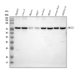 Western blot analysis of ABCG5 using anti-ABCG5 antibody. Electrophoresis was performed on a 10% SDS-PAGE gel at 80V (Stacking gel) / 120V (Resolving gel) for 2 hours. Lane 1: human HepG2 whole cell lysates, Lane 2: human Caco-2 whole cell lysates, Lane 3: human Ramos whole cell lysates, Lane 4: human HUH7 whole cell lysates, Lane 5: rat liver tissue lysates, Lane 6: rat RH35 whole cell lysates, Lane 7: mouse liver tissue lysates, Lane 8: mouse HEPA1/6 whole cell lysates. After electrophoresis, proteins were transferred to a nitrocellulose membrane at 150 mA for 50-90 minutes. Blocked the membrane with 5% non-fat milk/TBS for 1.5 hour at RT. The membrane was incubated with rabbit anti-ABCG5 antibody at 0.5 ug/ml overnight at 4oC, then washed with TBS-0.1%Tween 3 times with 5 minutes each and probed with a goat anti-rabbit IgG-HRP secondary antibody at a dilution of 1:5000 for 1.5 hour at RT. The signal was developed using an ECL Plus Western Blotting Substrate. A specific band was detected for ABCG5 at approximately 73 kDa. The expected molecular weight of ABCG5 is ~73 kDa.