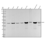 Western blot analysis of GNAQ using anti-GNAQ antibody. Electrophoresis was performed on a 10% SDS-PAGE gel at 80V (Stacking gel) / 120V (Resolving gel) for 2 hours. Lane 1: human Hela whole cell lysates, Lane 2: human Jurkat whole cell lysates, Lane 3: human HepG2 whole cell lysates, Lane 4: human U251 whole cell lysates, Lane 5: rat brain tissue lysates, Lane 6: rat C6 whole cell lysates, Lane 7: mouse brain tissue lysates, Lane 8: mouse NIH/3T3 whole cell lysates. After electrophoresis, proteins were transferred to a nitrocellulose membrane at 150 mA for 50-90 minutes. Blocked the membrane with 5% non-fat milk/TBS for 1.5 hour at RT. The membrane was incubated with rabbit anti-GNAQ antibody at 1:500 overnight at 4oC, then washed with TBS-0.1%Tween 3 times with 5 minutes each and probed with a goat anti-rabbit IgG-HRP secondary antibody at a dilution of 1:5000 for 1.5 hour at RT. The signal was developed using an ECL Plus Western Blotting Substrate. The expected molecular weight of GNAQ is ~42 kDa.