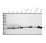 Western blot analysis of NUPR1 using anti-NUPR1 antibody. Electrophoresis was performed on a 12% SDS-PAGE gel at 80V (Stacking gel) / 120V (Resolving gel) for 2 hours. Lane 1: human HepG2 whole cell lysates, Lane 2: human U2OS whole cell lysates, Lane 3: human U251 whole cell lysates, Lane 4: human K562 whole cell lysates, Lane 5: rat pancreas tissue lysates, Lane 6: rat ovary tissue lysates, Lane 7: mouse pancreas tissue lysates, Lane 8: mouse ovary tissue lysates. After electrophoresis, proteins were transferred to a nitrocellulose membrane at 150 mA for 50-90 minutes. Blocked the membrane with 5% non-fat milk/TBS for 1.5 hour at RT. The membrane was incubated with rabbit anti-NUPR1 antibody at 0.5 ug/ml overnight at 4oC, then washed with TBS-0.1%Tween 3 times with 5 minutes each and probed with a goat anti-rabbit IgG-HRP secondary antibody at a dilution of 1:5000 for 1.5 hour at RT. The signal was developed using an ECL Plus Western Blotting Substrate. NUPR1 western blot across cell and tissue lysates shows a predominant band at ~17 kDa. Although the predicted mass is ~9 kDa, NUPR1 is a small, acidic, intrinsically disordered protein that characteristically migrates at ~16-18 kDa on SDS-PAGE; minor PTMs may contribute to the shift.