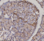 Immunohistochemical staining of NUPR1 using anti-NUPR1 antibody. NUPR1 was detected in a paraffin-embedded section of rat pancreas tissue. Heat mediated antigen retrieval was performed in EDTA buffer (pH 8.0, epitope retrieval solution). The tissue section was blocked with 10% goat serum. The tissue section was then incubated with 2 ug/ml rabbit anti-NUPR1 antibody overnight at 4oC. Peroxidase Conjugated Goat Anti-rabbit IgG was used as secondary antibody and incubated for 30 minutes at 37oC. The tissue section was developed using an HRP secondary and DAB substrate.