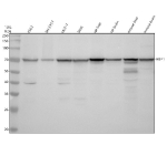 Western blot analysis of HBP1 using anti-HBP1 antibody. Electrophoresis was performed on a 10% SDS-PAGE gel at 80V (Stacking gel) / 120V (Resolving gel) for 2 hours. Lane 1: human K562 whole cell lysates, Lane 2: human SH-SY5Y whole cell lysates, Lane 3: human MCF-7 whole cell lysates, Lane 4: human SIHA whole cell lysates, Lane 5: rat liver tissue lysates, Lane 6: rat brain tissue lysates, Lane 7: mouse liver tissue lysates, Lane 8: mouse brain tissue lysates. After electrophoresis, proteins were transferred to a nitrocellulose membrane at 150 mA for 50-90 minutes. Blocked the membrane with 5% non-fat milk/TBS for 1.5 hour at RT. The membrane was incubated with rabbit anti-HBP1 antibody at 0.5 ug/ml overnight at 4oC, then washed with TBS-0.1%Tween 3 times with 5 minutes each and probed with a goat anti-rabbit IgG-HRP secondary antibody at a dilution of 1:5000 for 1.5 hour at RT. The signal was developed using an ECL Plus Western Blotting Substrate. HBP1 western blot shows a predominant band at ~70 kDa. Although the predicted size is ~58 kDa, HBP1 frequently migrates at ~68-72 kDa due to its acidic, low-complexity regions and phosphorylation-dependent mobility.