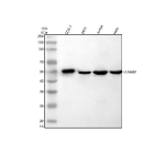 Western blot analysis of STAMBP using anti-STAMBP antibody. Electrophoresis was performed on a 10% SDS-PAGE gel at 80V (Stacking gel) / 120V (Resolving gel) for 2 hours. Lane 1: monkey Cos-7 whole cell lysates, Lane 2: human 293T whole cell lysates, Lane 3: human Jurkat whole cell lysates, Lane 4: human Hela whole cell lysates. After electrophoresis, proteins were transferred to a nitrocellulose membrane at 150 mA for 50-90 minutes. Blocked the membrane with 5% non-fat milk/TBS for 1.5 hour at RT. The membrane was incubated with rabbit anti-STAMBP antibody at 0.5 ug/ml overnight at 4oC, then washed with TBS-0.1%Tween 3 times with 5 minutes each and probed with a goat anti-rabbit IgG-HRP secondary antibody at a dilution of 1:5000 for 1.5 hour at RT. The signal was developed using an ECL Plus Western Blotting Substrate. The expected molecular weight of STAMBP is ~48 kDa.